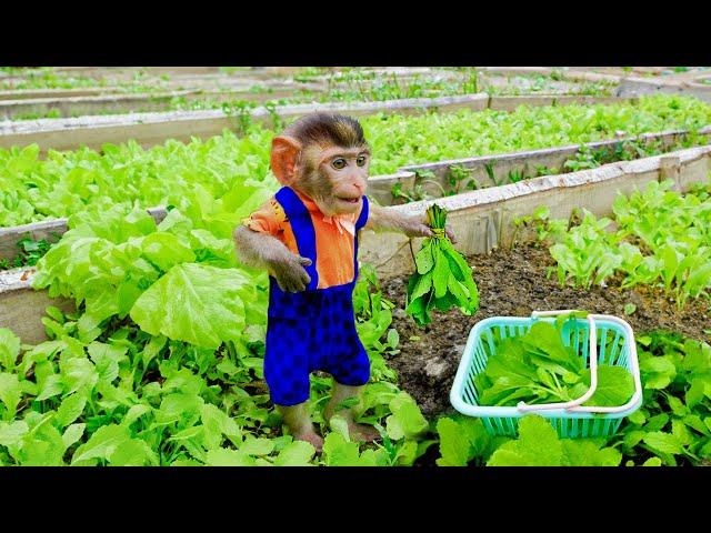 Monkey MiMi’s Busy Day: Picking Vegetables and Helping Mom at the Market