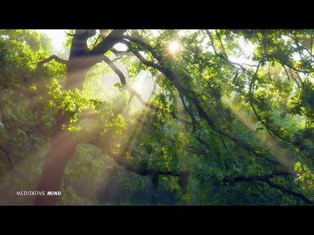 Good Morning Music 432Hz  Wake Up Happy & Fresh   Nature + Sound Healing Therapy