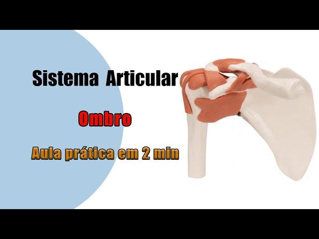 Articulação do ombro e seus Ligamentos - Anatomia Humana - Anatomia