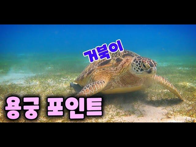 사방비치 거북이 만나기 Turtle Point Sabang Beach. GAG DIVERs SCUBA TEAM.