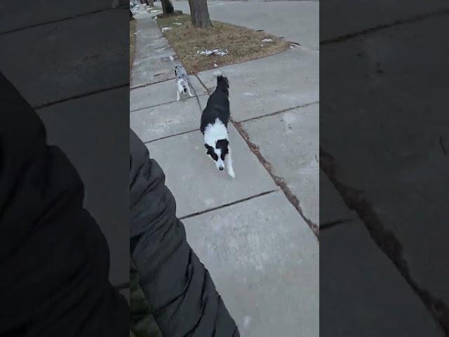 Move Over, FSD! This is FSW – Full Self-Walk  Jethro & Joy’s Hands-Free Walk