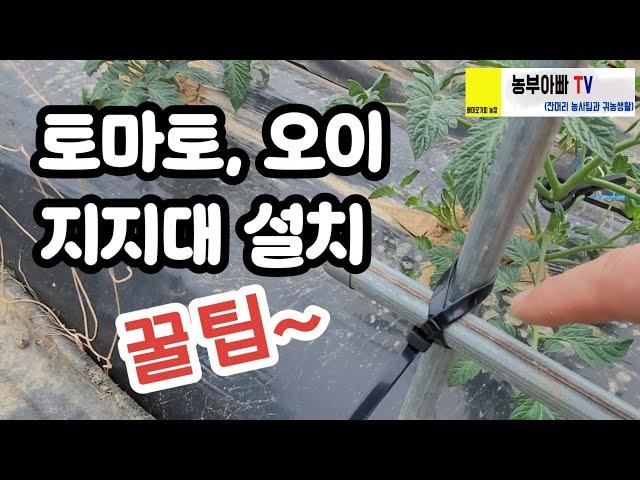 텃밭용 토마토, 오이 지지대 설치 꿀팁
