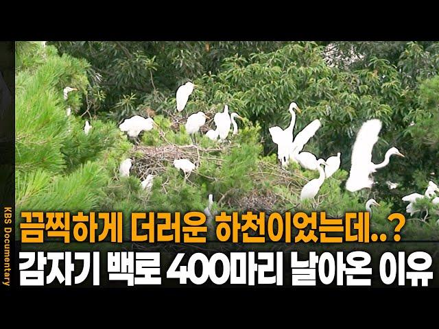 더럽고 오염된 하천으로 백로 수백 마리가 날아든 이유 | KBS 20120613 방송