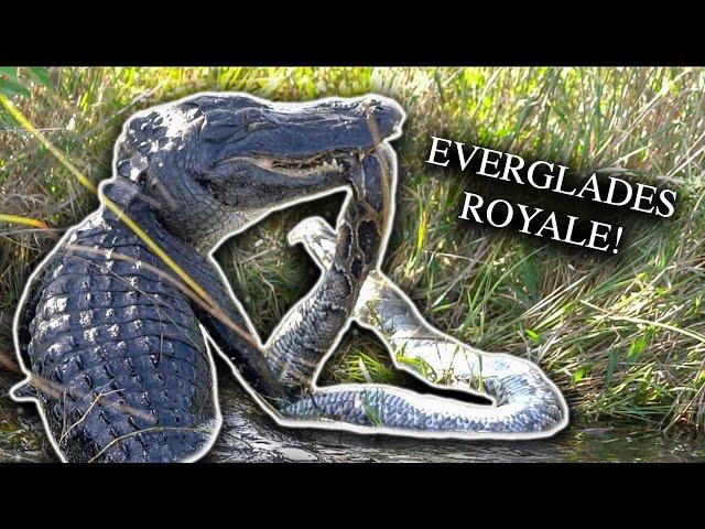 Filming An American Alligators Battle With A BURMESE PYTHON