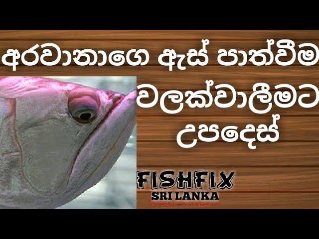 How To Prevent Drop Eye [ ඇස් පාත්වීම වලක්වාලීමට උපදෙස් ] FishFix SriLanka