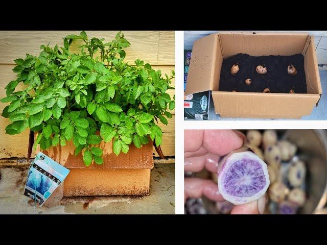 Grow Potatoes in a Cardboard Box