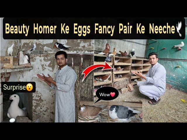 Beauty Homer's Eggs Shift them under the fancy pigeons || Surprise Eggs!