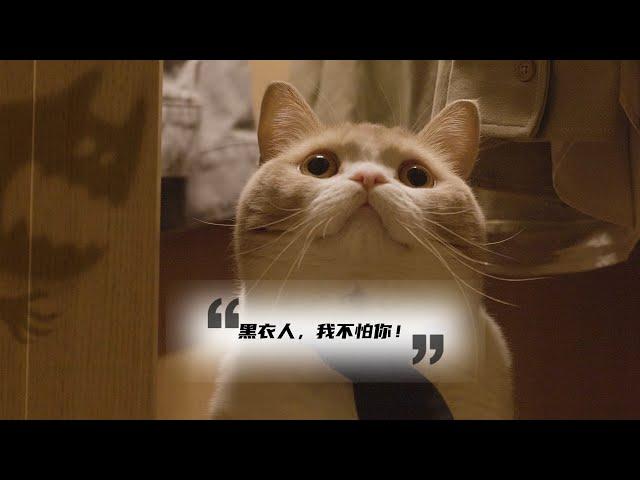 主人遇到危險，小貓必將迎戰！ ！| 奶糕成精檔案社