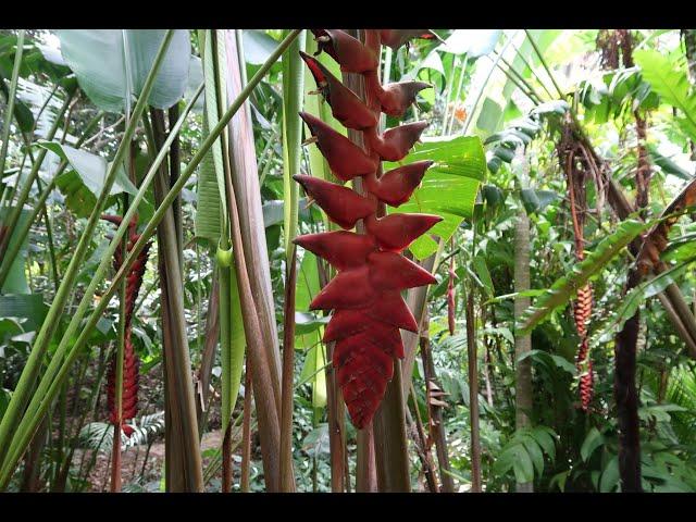 Tropical Garden Tour (Best Botanic Garden in Australia) Part 1