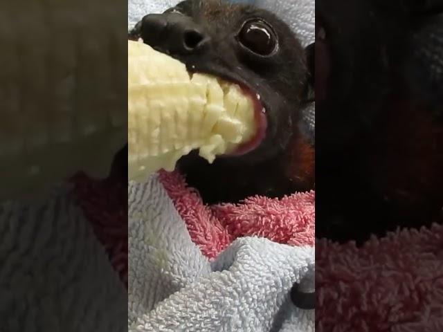 Bat Enjoys Banana