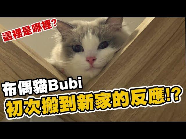 布偶貓Bubi初次搬到新家的反應？｜小許生活