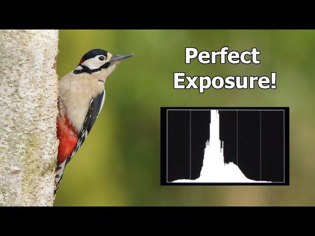 Bird Photography Tips From a Bird Hide - Great Spotted Woodpeckers (Canon R6 & EF 500mm F/4 Lens)