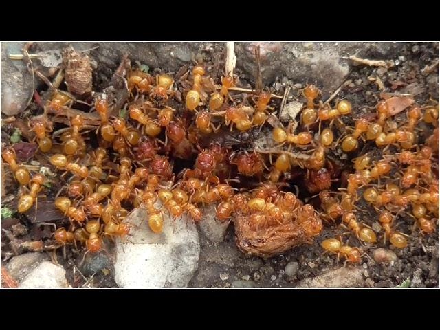 Yellow Meadow Ants