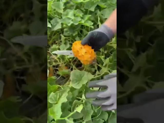 How it Grows : Kiwano Melon #shorts #earthday