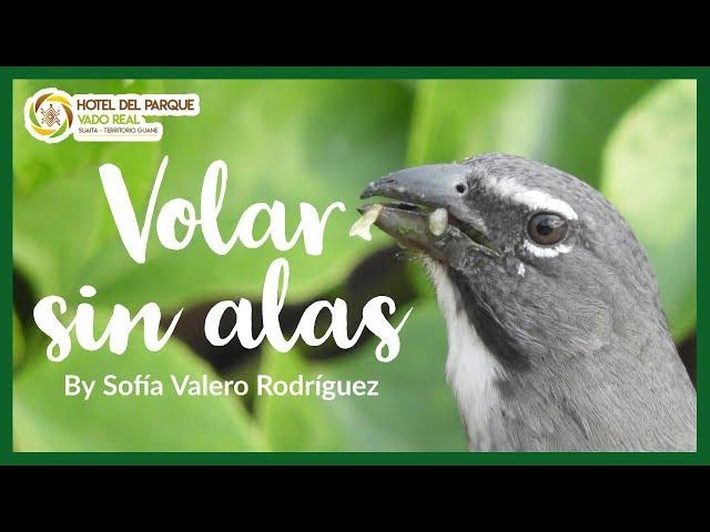 Volar sin alas - Cortometraje | HOTEL DEL PARQUE VADO REAL 2019.