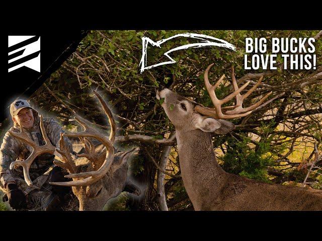 3 Shrubs That You NEED On Your Deer Hunting Farm!