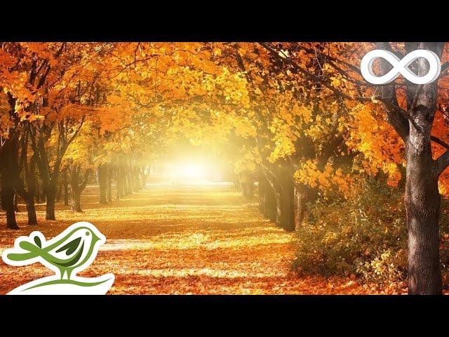 Beautiful Relaxing Music • Romantic Music, Piano Music, Violin Music, Cello Music, Sleep Music #93