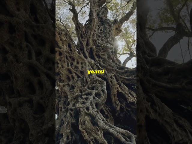 The Immortal Cloning Trees!   #shorts #shortvideo  #facts #science