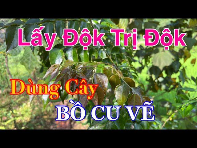 Cây Độk Trị Độk Bằng Cây Bồ Cu Vẽ | CTVC