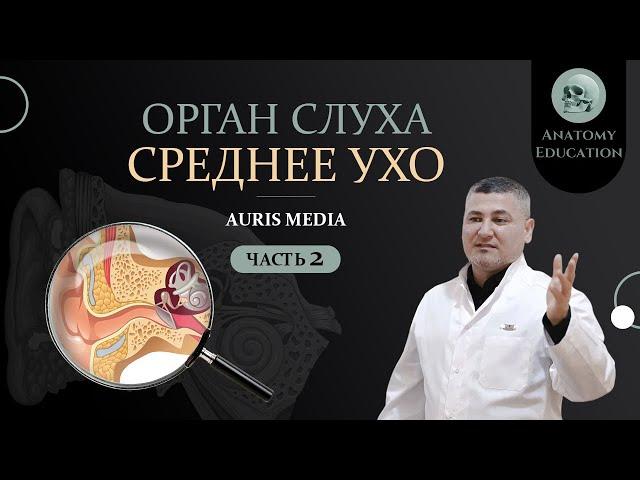 Орган слуха. СРЕДНЕЕ УХО / AURIS MEDIA