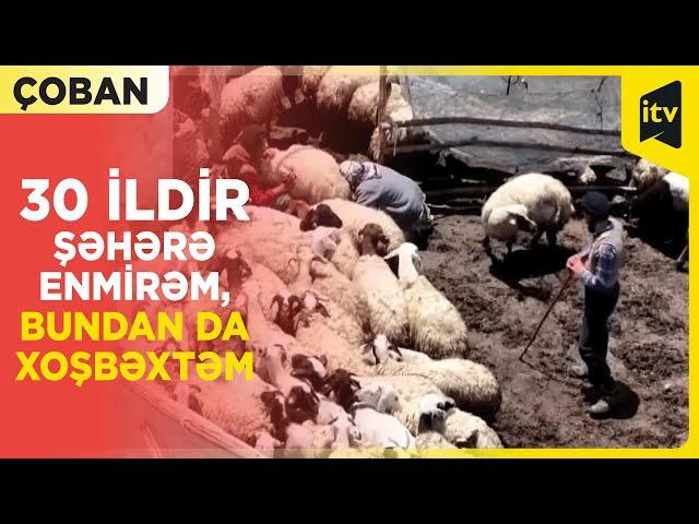 30 ildir şəhər həyatından ayrılıb, yaylaqda 2500 baş qoyun saxlayan çobanın hekayəsi