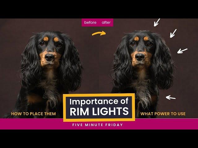 How To Use A Rim Light For Portrait Shots in Studio | PIKA200 PRO Giveaway Prize in Use!