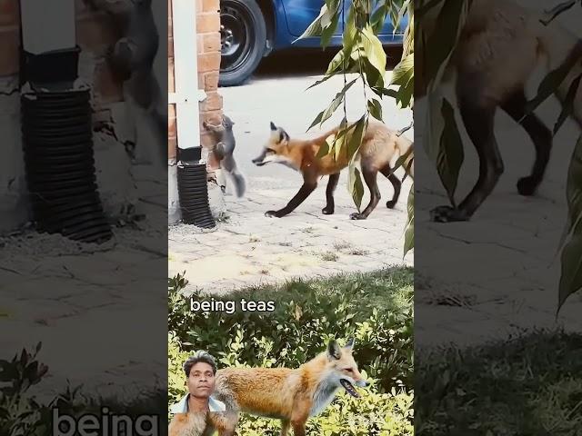  #wildlife #animals #wildfoxes #fox #foxhunting #nkvlogs