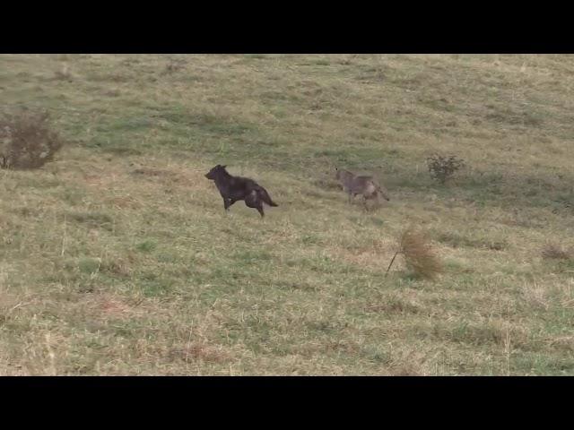 Achtung, nichts für schwache Nerven!!! Insgesamt werden 4 Tiere erschossen