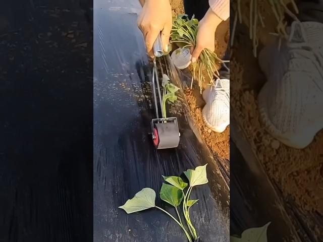 Superb amazing machine for mulching paper #agriculture #farming