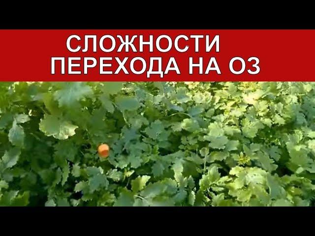 Сложности перехода на Органическое Земледелие