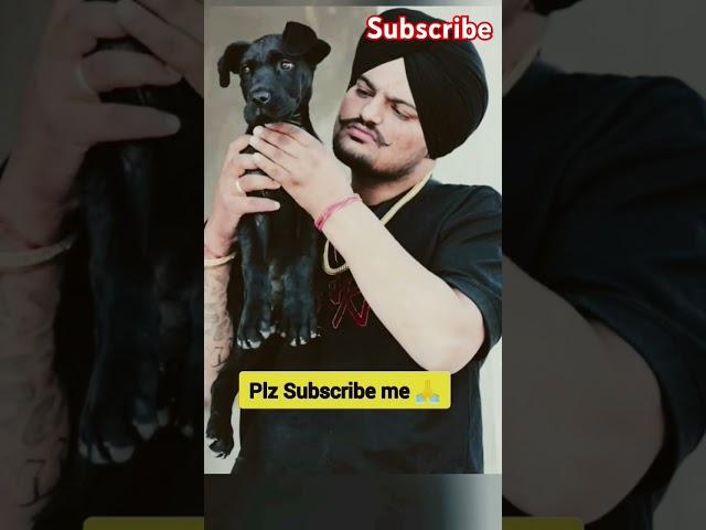 Sidhu moose wala Harsukh Singh Sachar short