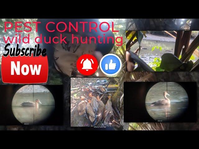 #pestcontrol (EP9) BALIK TAYO SA DATI NATING PWESTO #wildducks #hunting