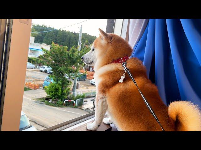 When a favorite car is destroyed in a flood,  Shibe watches patiently as it is retrieved.