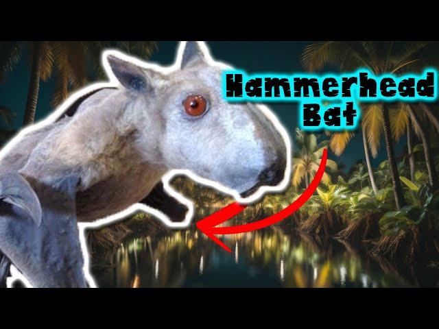 hammerhead bat: Discovering the secrets of this fascinating creature - documentary of animals