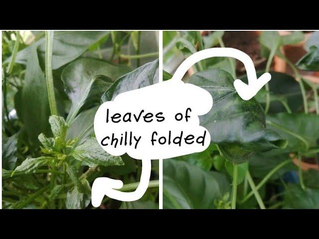 Plants#4 | why chilly leaves get folded or curled? | biosphereflora |