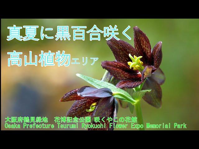 真夏に黒百合咲く！可愛いウサギゴケには秘密が・・・　咲くやこの花館高山植物エリア　Osaka Prefecture Tsurumi Ryokuchi Flower Expo Memorial