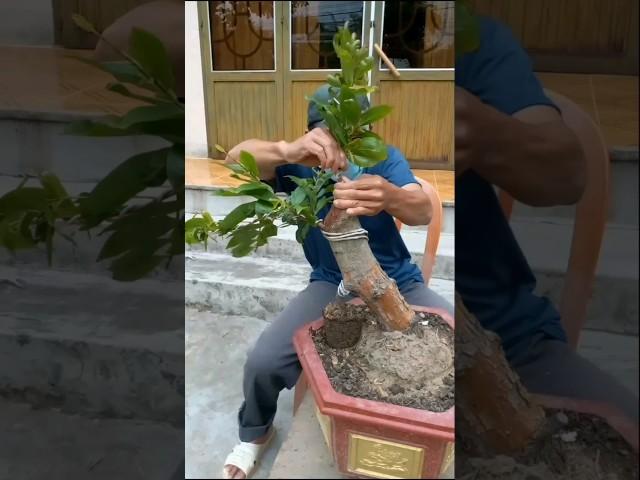 बोनसाई. Membuat bonsai berfungsi.