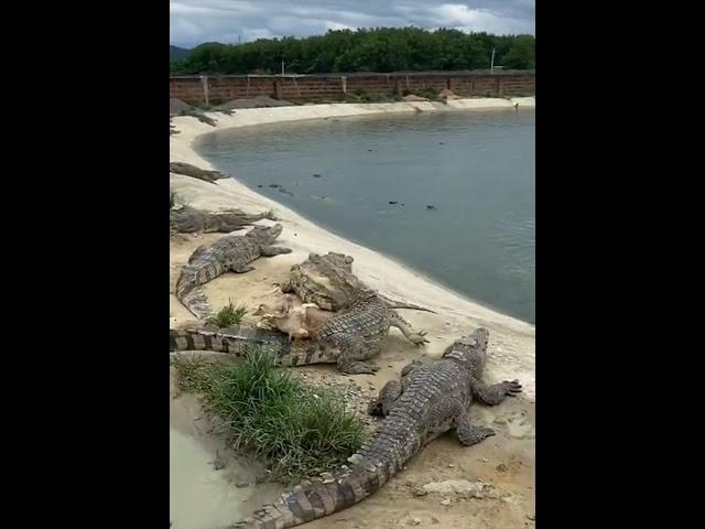 THE CROCODILE #oskar1203 #short #tiktok #trend  #shorts #2023movie
