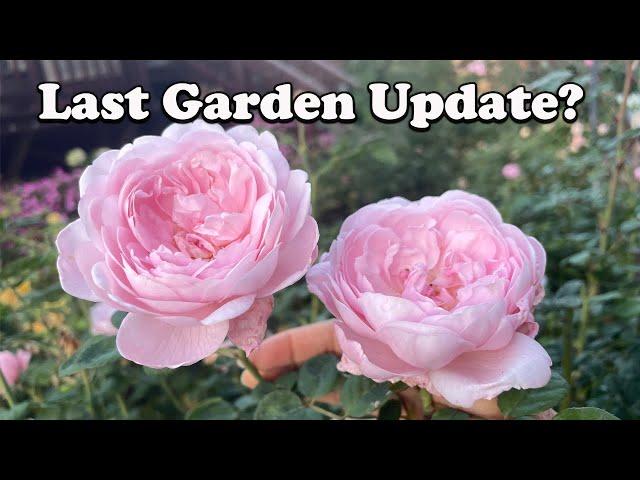 Rose Garden Update - Last One?