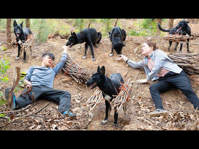 SMART DOG transports firewood down the mountain - Unexpected ACCIDENT
