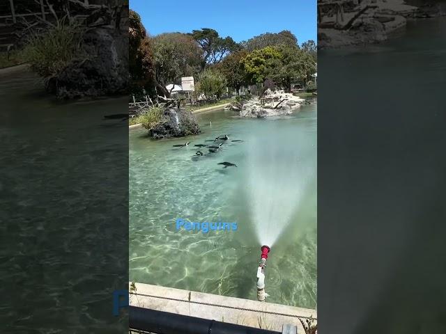 Penguins  #SanFranciscoZoo, #SFZoo, #WildlifeAdventure, #ZooFun, #AnimalEncounters, #FamilyOuting,