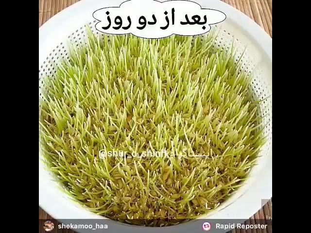 سمنو عيد نوروز samano ead noroz
