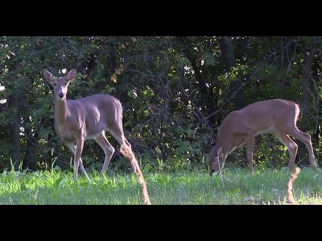 This is Why You're Not Seeing Bucks - Deer & Deer Hunting TV