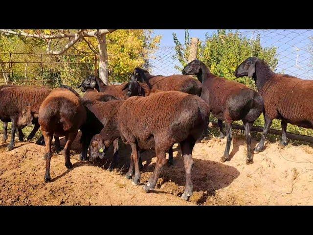 Hissori sovliq Qóylar (Tomosha) | Hissar sheep on pasture