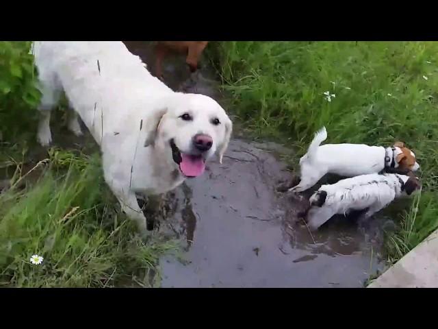 Cujo Walks through the Valley of the Dogs