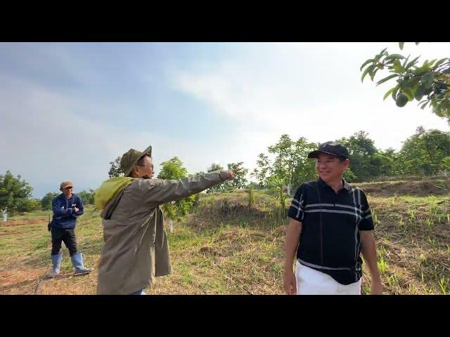 Keliling kebun alpukat super avo subang