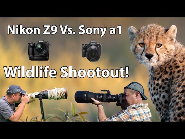 Nikon Z9 vs. Sony a1 - WILDLIFE SHOOTOUT!