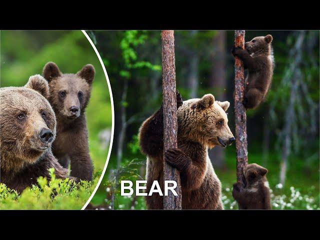 BEAR FUNNY VIDEO COMPILATION