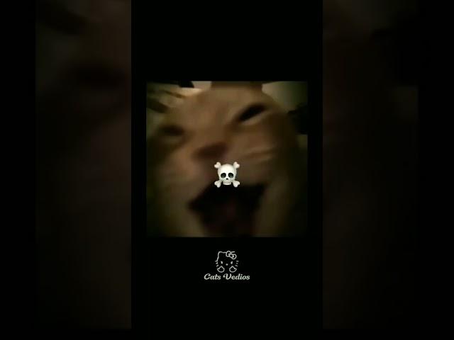Cats Sigma ️ Credits: cats vídeos #cat #edit