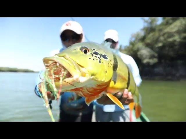 Fly Fishing the Agua Boa River for Giant Peacock Bass!